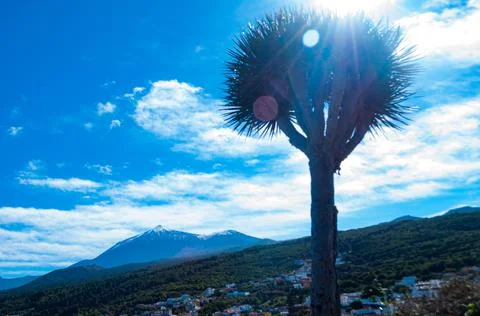 View of the dragon tree with the snow-capped Teide in the background Foto stock