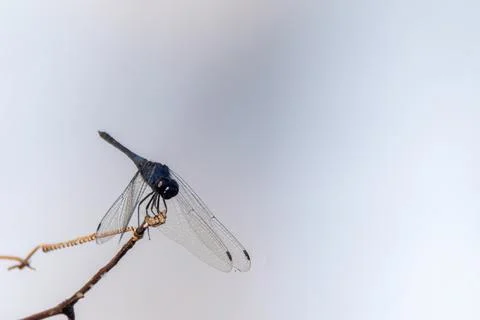 View of a dragonfly in nature Stock Photos
