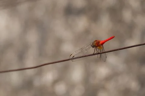View of a dragonfly in nature Stock Photos