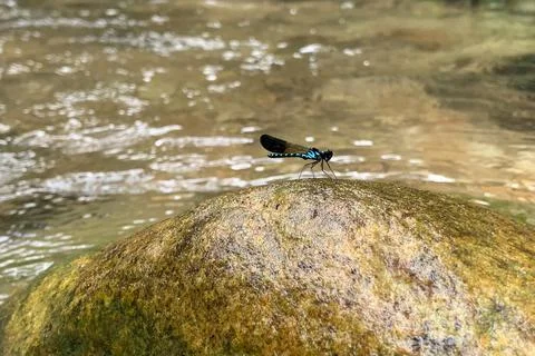 View of dragonfly in nature Stock Photos