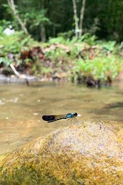 View of dragonfly in nature Foto stock