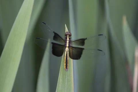 A View of a Dragonfly Stock Photos
