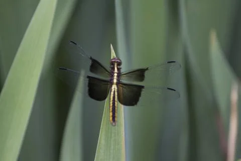 A View of a Dragonfly Stock Photos