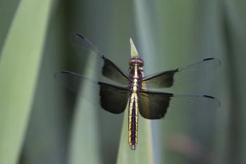 A View of a Dragonfly Stock Photos