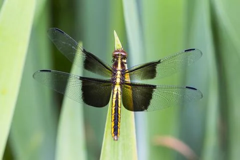 A View of a Dragonfly Stock Photos