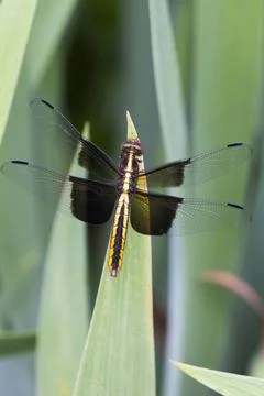 A View of a Dragonfly Stock Photos