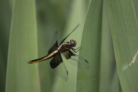 A View of a Dragonfly Stock Photos