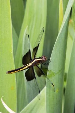 A View of a Dragonfly Stock Photos