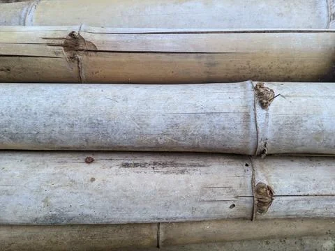 View of dried bamboo stems Stock Photos