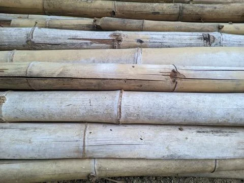 View of dried bamboo stems Stock Photos