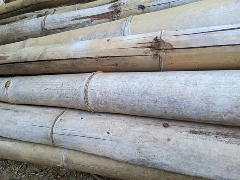 View of dried bamboo stems Stock Photos