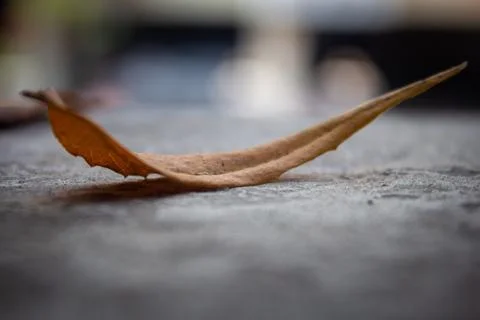 View of dried fallen neem tree leaf Stock Photos