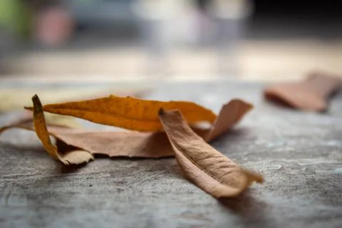 View of dried fallen neem tree leaves Stock Photos