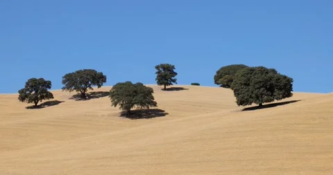 View of dried land with few olive trees. Climate change. Severe drought. Stock Footage 223345490
