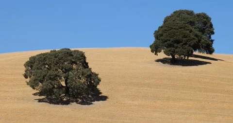 View of dried land with two olive trees. Climate change Stock Footage 223689801