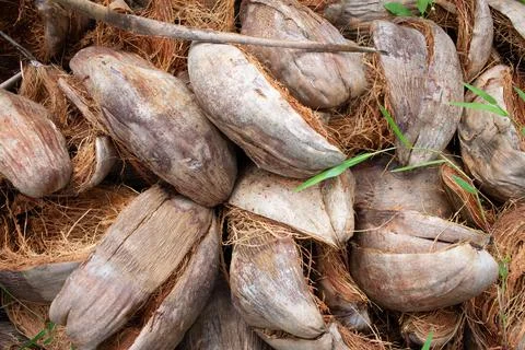 View of the dried outer layer of the coconuts. Peeled skin of coconuts dried Stock Photos