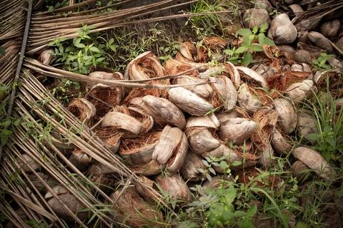 View of the dried outer layer of the coconuts. Peeled skin of coconuts dried Stock Photos