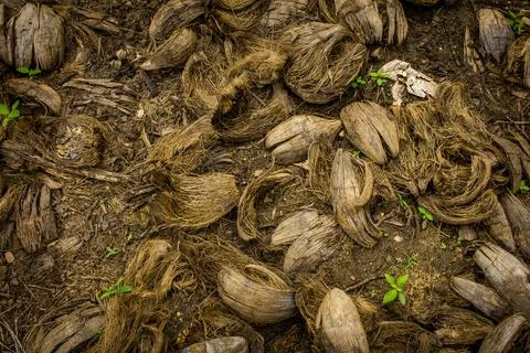 View of the dried outer layer of the coconuts. Peeled skin of coconuts dried Stock Photos