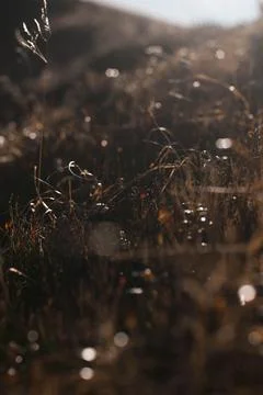 View of dried plants in sunset light Stock Photos