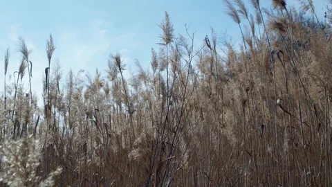 View of dried plants that sway in the wind. Thickets of reeds in the swamp Video stock 126633764