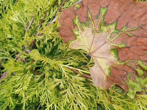 View of a dried vine leaf on a juniper bush with a beautiful textured pattern Stock Photos