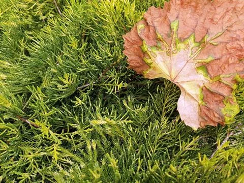 View of a dried vine leaf on a juniper bush with a beautiful textured pattern Stock Photos