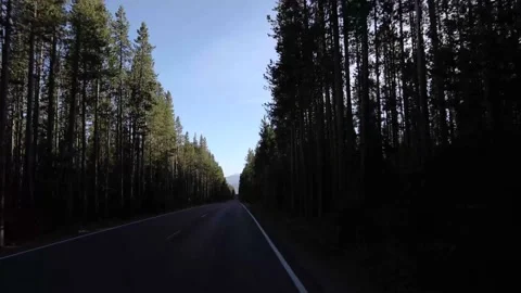 View Driving Long Straight Paved Road Through Tall Pines Slow Motion Vídeo Stock 145823510
