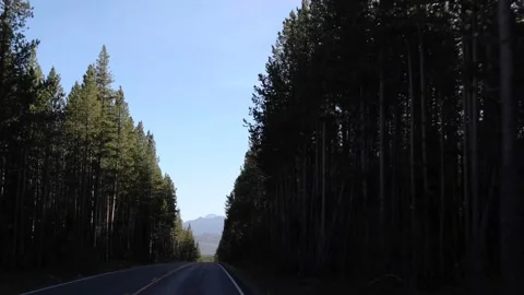 View Driving Long Straight Paved Road Through Tall Pines Toward Mountains Vídeo Stock 145824585