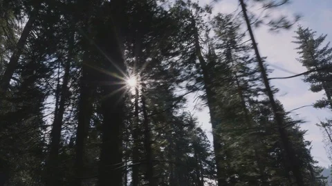 View Driving Through Sequoia Trees with Sun Flare Stock Footage 101444809