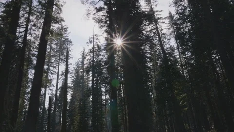 View Driving Through Sequoia Trees with Sun Flare Right Stock Footage 101478634