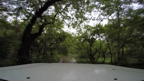View Driving Through Uncharted African Jungle Via Narrow Path Stock-Footage 233457585