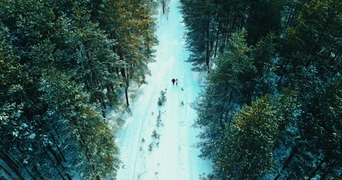 View from drone on beautiful pine forest in winter, two people walking on Stock-Footage 246739826