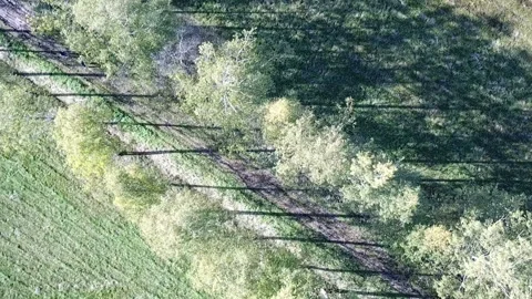 View from the drone on the birch avenue in summer sunny day Video stock 89708505