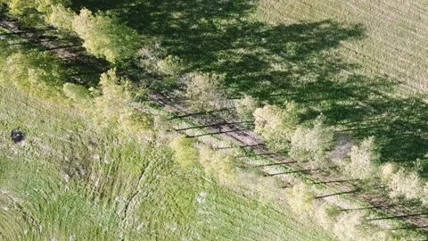 View from the drone on the birch avenue in summer sunny day Video stock 89708518