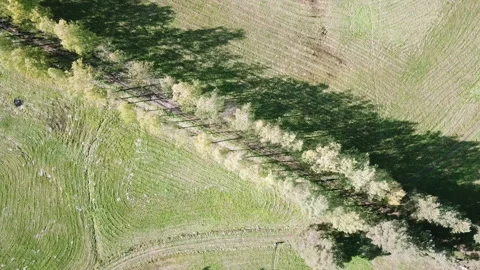 View from the drone on the birch avenue in summer sunny day Stock Footage 89708566