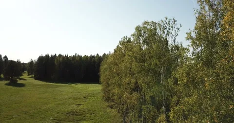 View from the drone on the birch avenue in summer sunny day Video stock 89708677