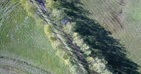 View from the drone on the birch avenue in summer sunny day Video stock 89708850