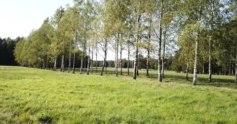 View from the drone on the birch avenue in summer sunny day Video stock 89708862