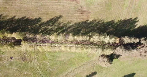 View from the drone on the birch avenue in summer sunny day Video stock 89709034