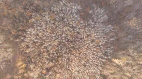 View from the drone - birch trees in the autumn forest without leaves. Woodland 库存影片 119708152
