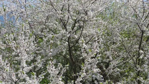 A view from a drone of a blooming cherry plum, the wind shakes the branches of a Stock Footage 154413583