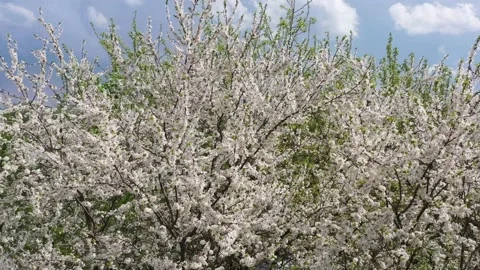 A view from a drone of a blooming cherry plum, the wind shakes the branches of a Stock Footage 172136708
