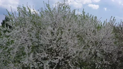 A view from a drone of a blooming cherry plum, the wind shakes the branches of a Stock Footage 189718997