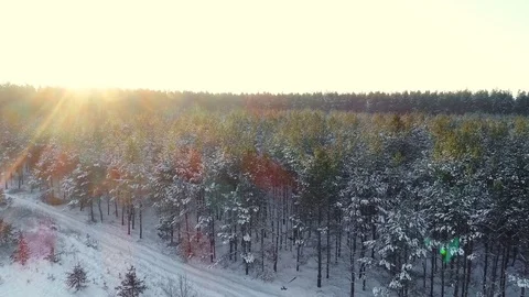 View from the drone on the coniferous forest in the snow in the winter Stock-Footage 85161177