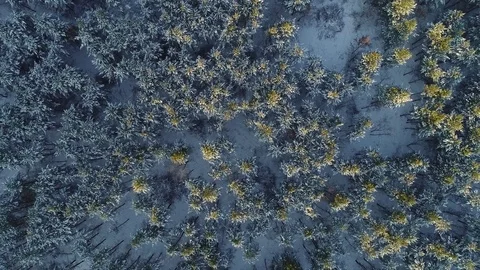 View from the drone on the coniferous forest in the snow in the winter Stock Footage 85161197