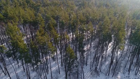 View from the drone on the coniferous forest in the snow in the winter Stock-Footage 85161368