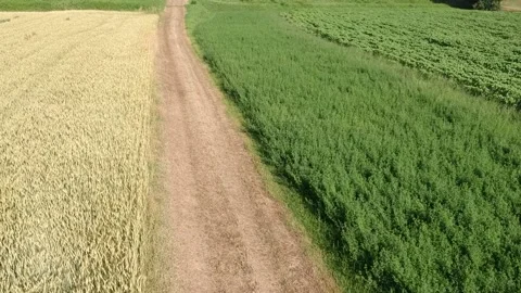 View from the drone of a dirt road between fields of different crops Stock Footage 133031219