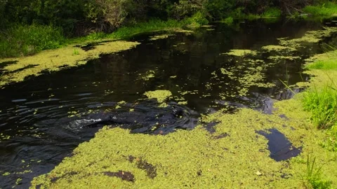 View from Drone Diver Catching Pike in Orel River Video stock 180974205