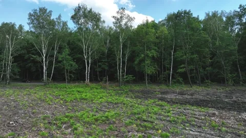 The view from the drone to the felling of trees. A desert of cut trees. The c Stock Footage 196951684