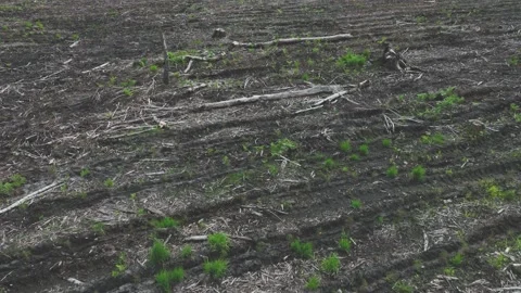 The view from the drone to the felling of trees. A desert of cut trees. The c Stock Footage 196952478